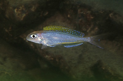 Xenotilapia flavipinnis 'Mutondwe (Crocodile) Island'